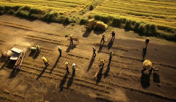 Harvest Valley Supplying Quality